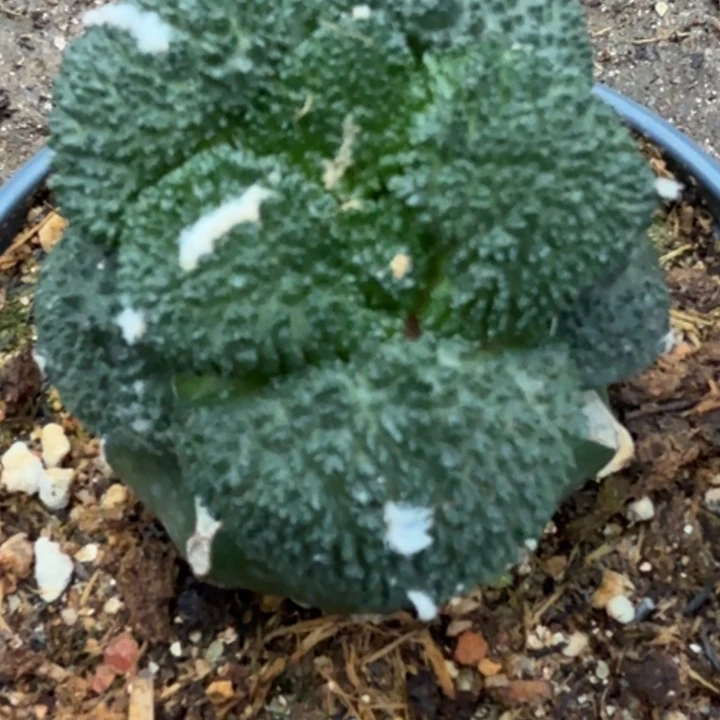 无花朵福利大尤哥斯拉185