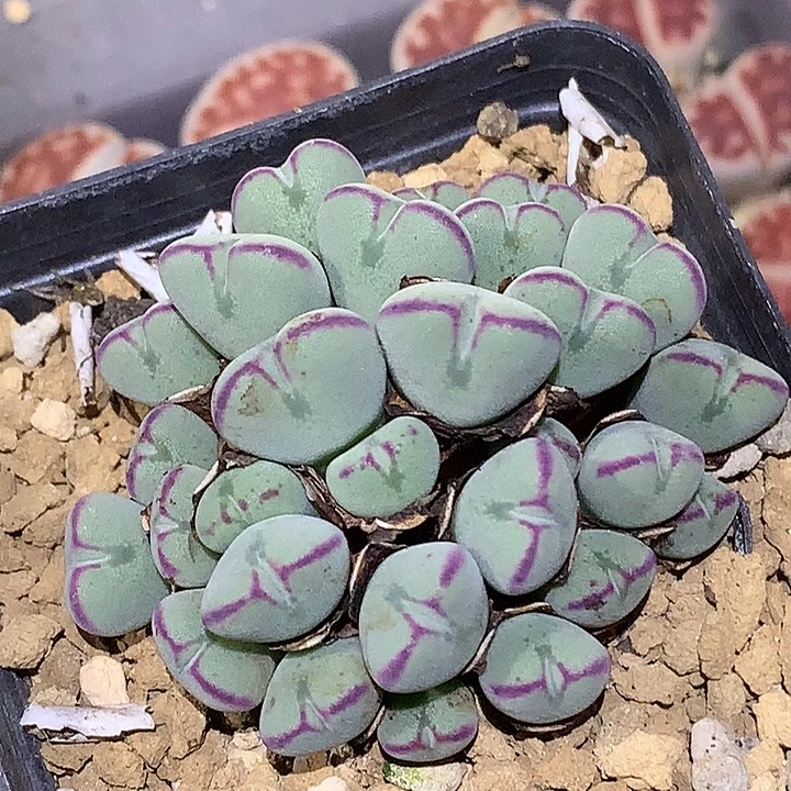 精品多肉植物小爱心杂交
