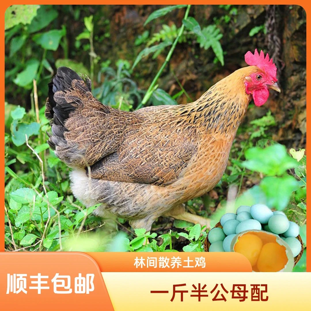 红瑶土鸡宠物鸡一斤半顺丰发货