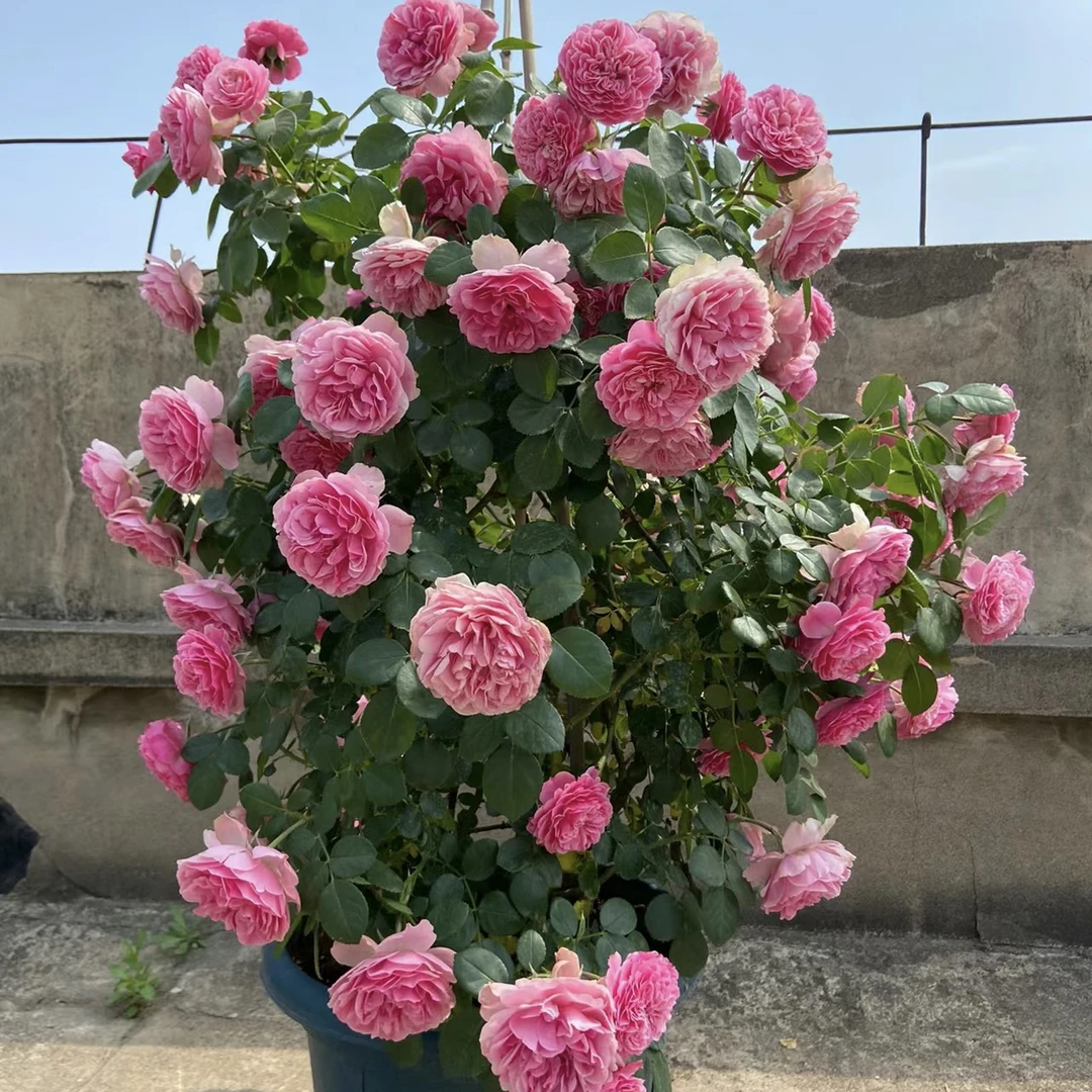 爬藤月季粉色达芬奇四季开花勤栅栏庭院蔷薇花苗植物盆栽阳台楼顶