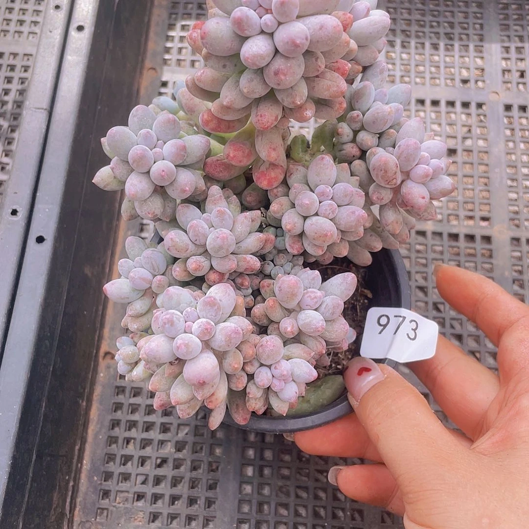 973。婴儿手指。       量拍