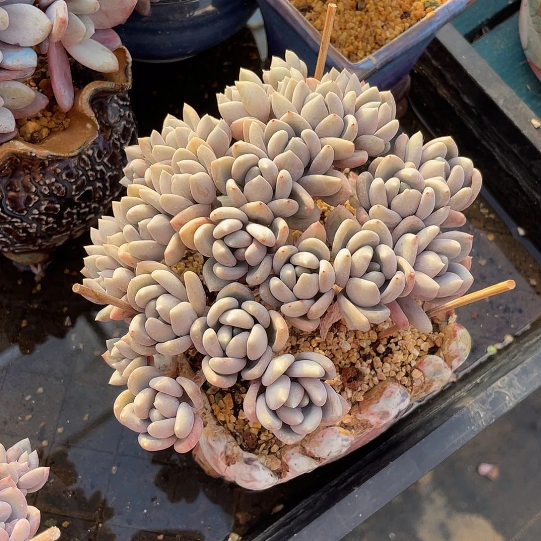 胖美人缀化老桩多肉植物