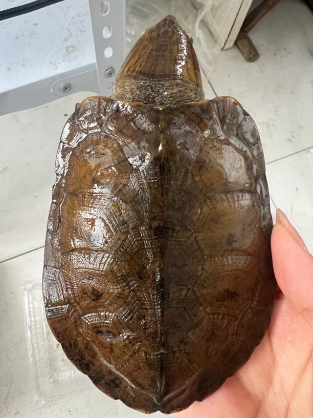 平胸龟鹰嘴龟大头龟