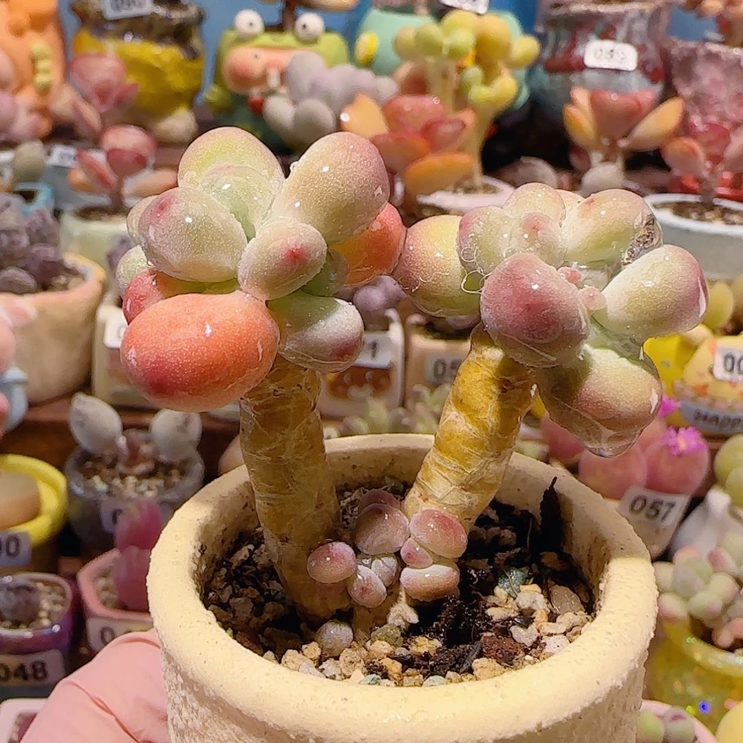 T苹果奶杂交盆口4cm