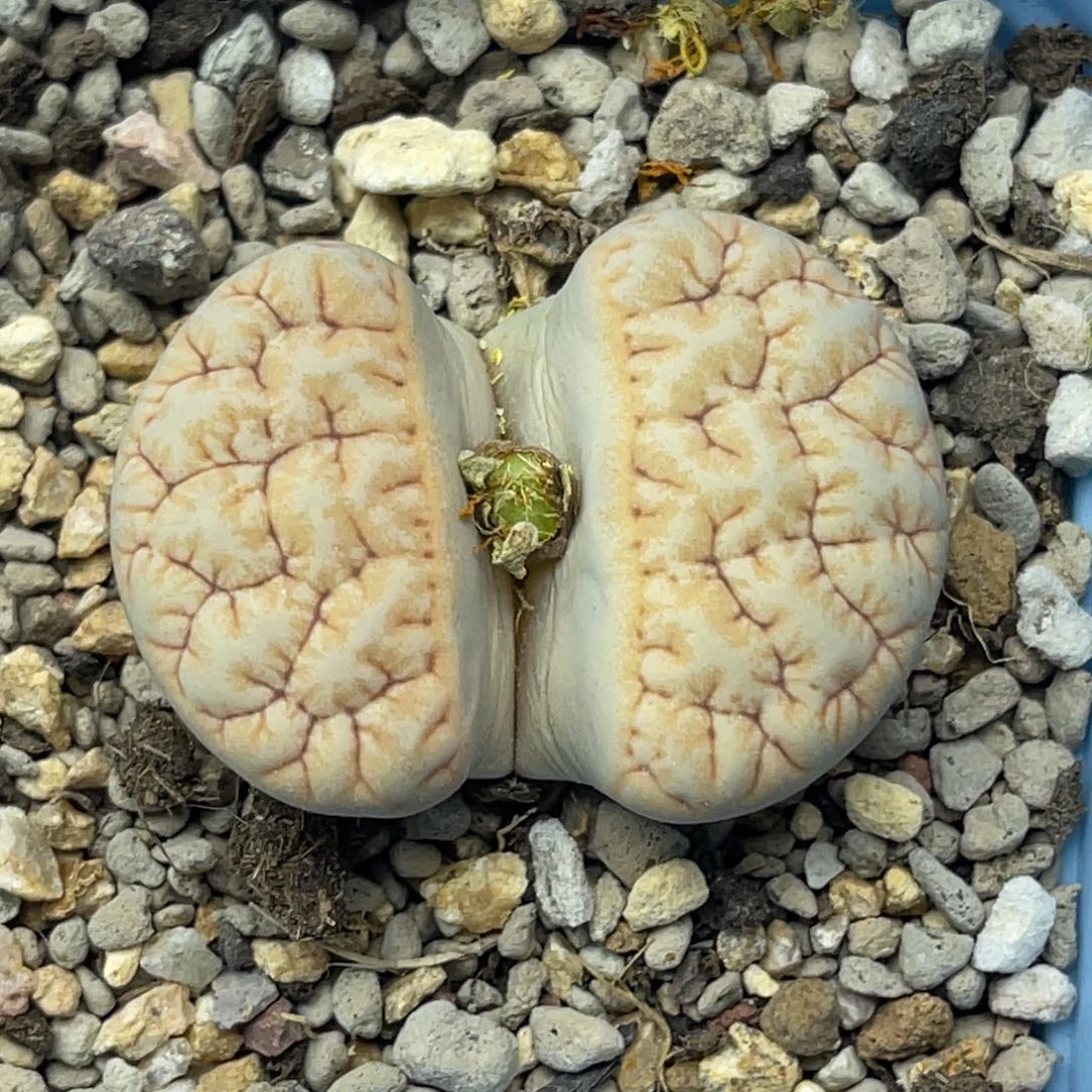 0991睫毛铁189一颗