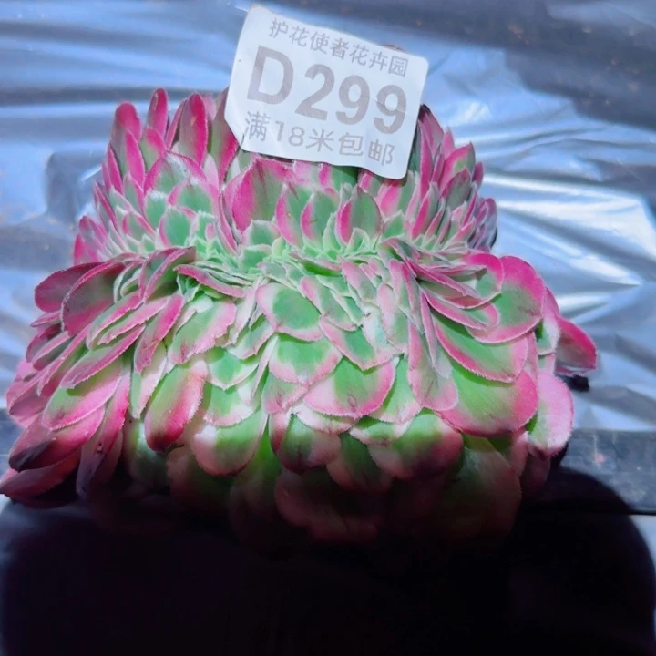 多肉法师淘宝福利