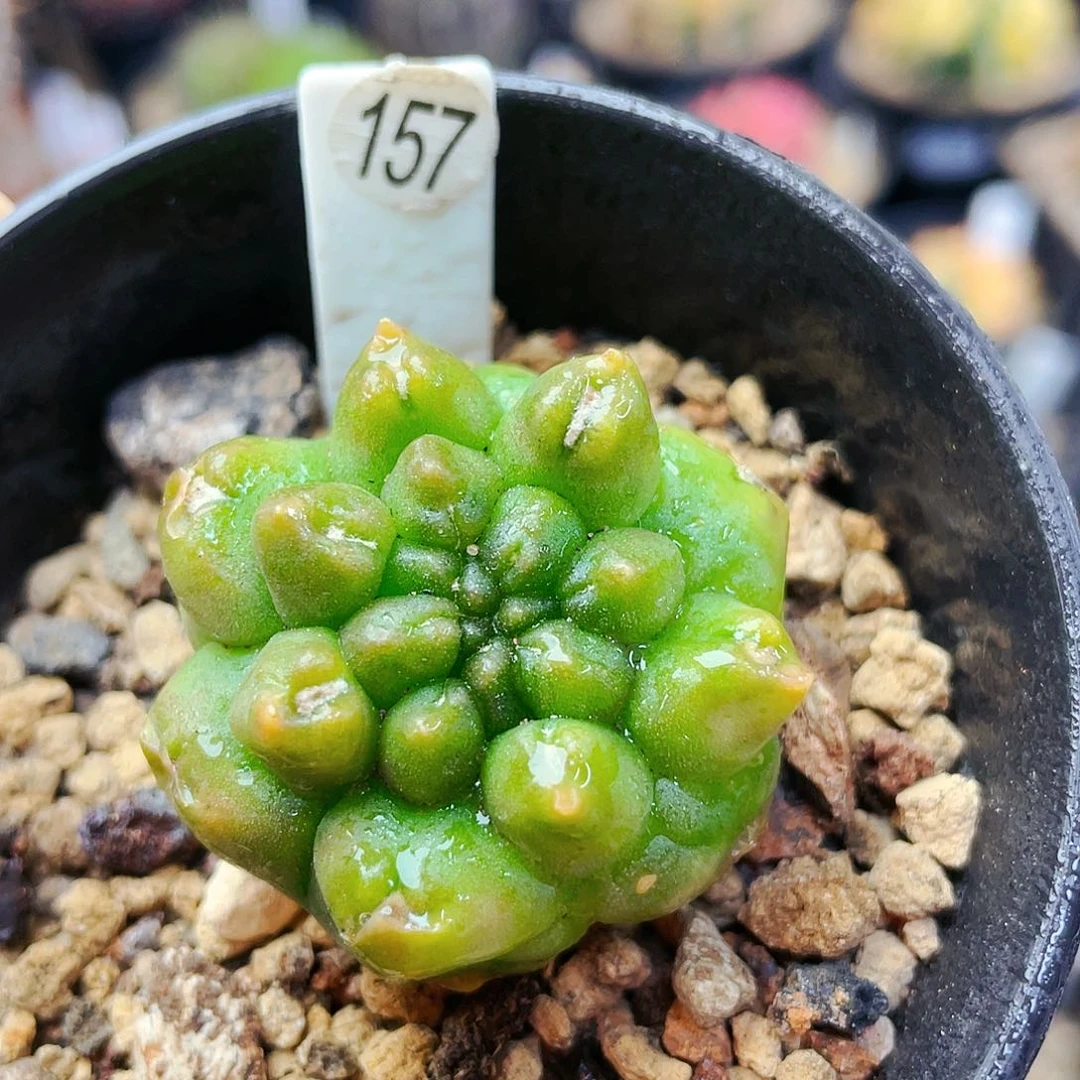 非偏远地区满25包邮仙人球