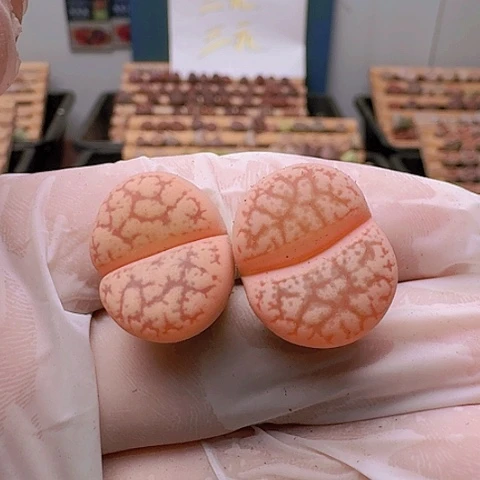 2538源氏玉母本脱土发货