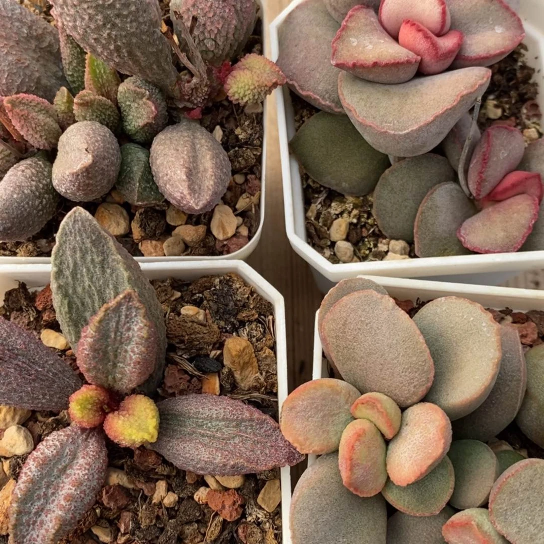 1226大颗水泡一组四颗