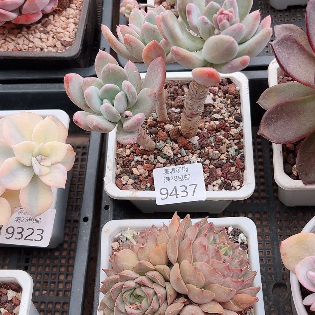 无花朵吃***新多肉一物一拍9437