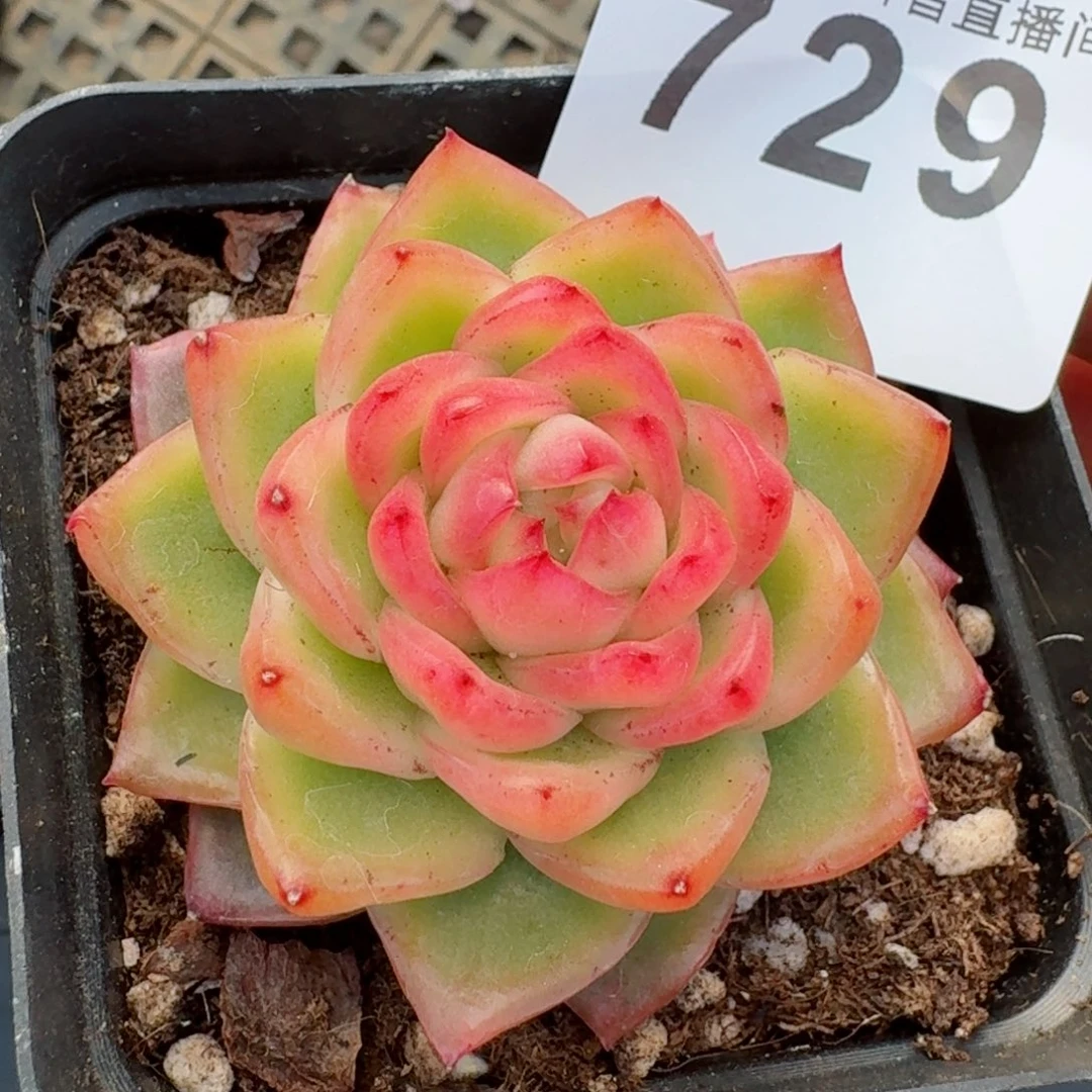 水晶珍妮锦         精品多肉