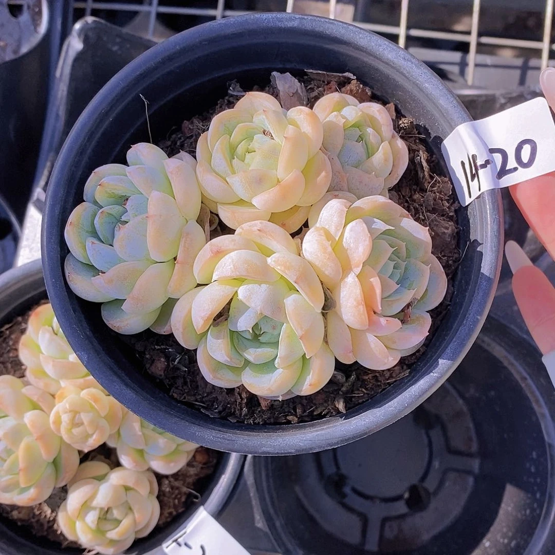领****14-20-专拍云朵群福利一颗