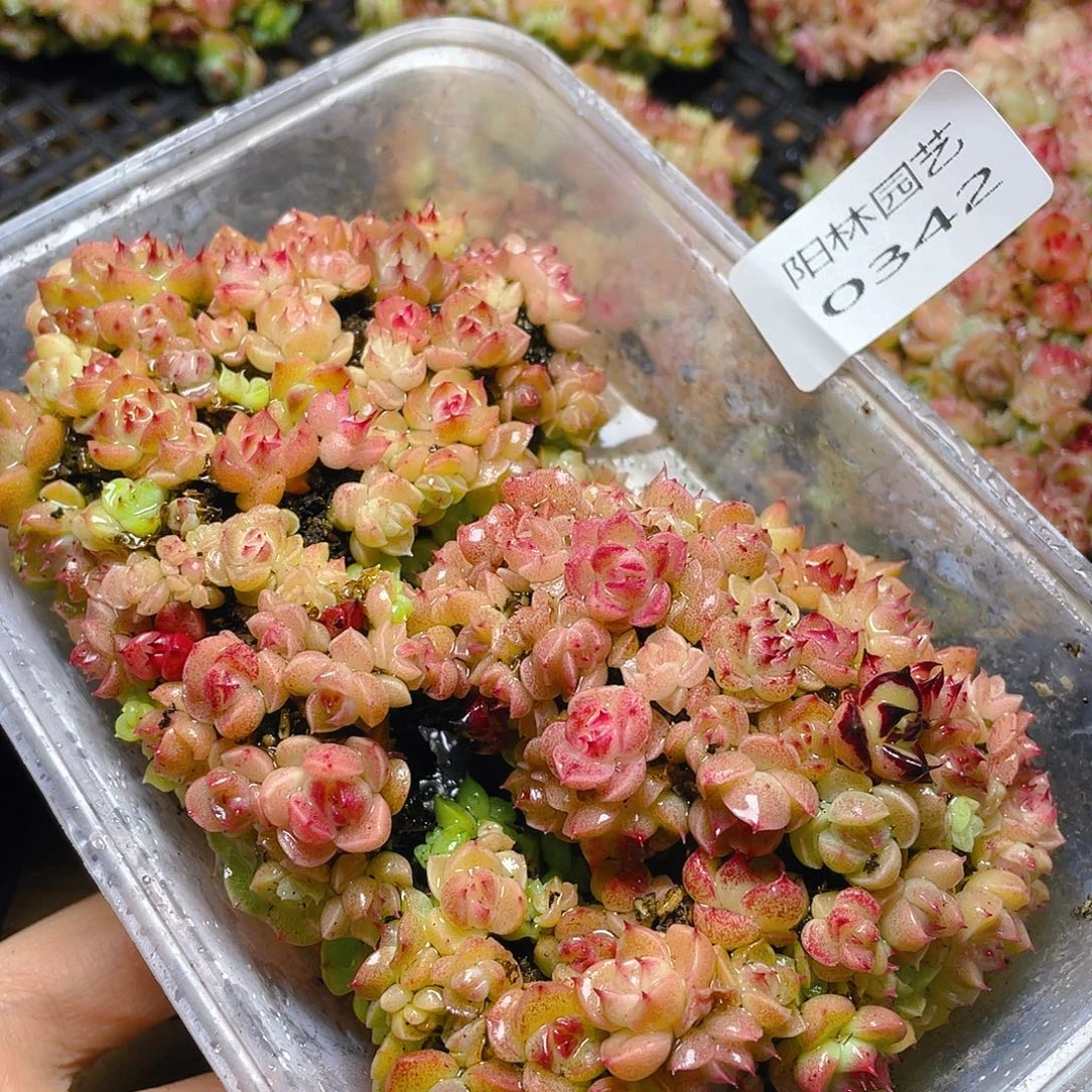 多肉植物多肉植物342