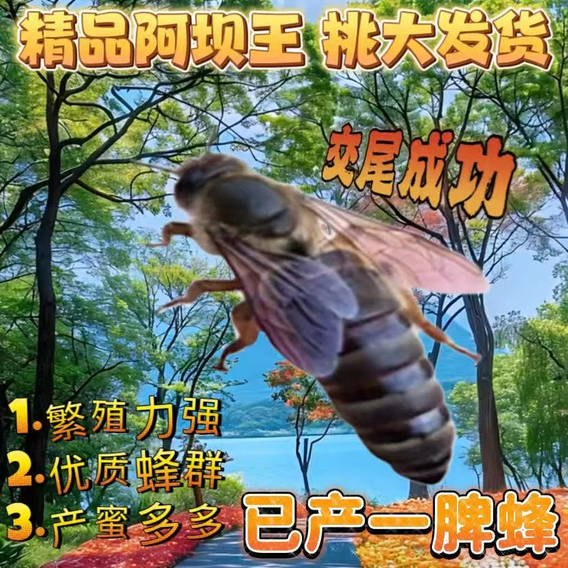 【已开产1年老王】中蜂开产新王中蜂产卵王交尾蜂王伏牛王强群王