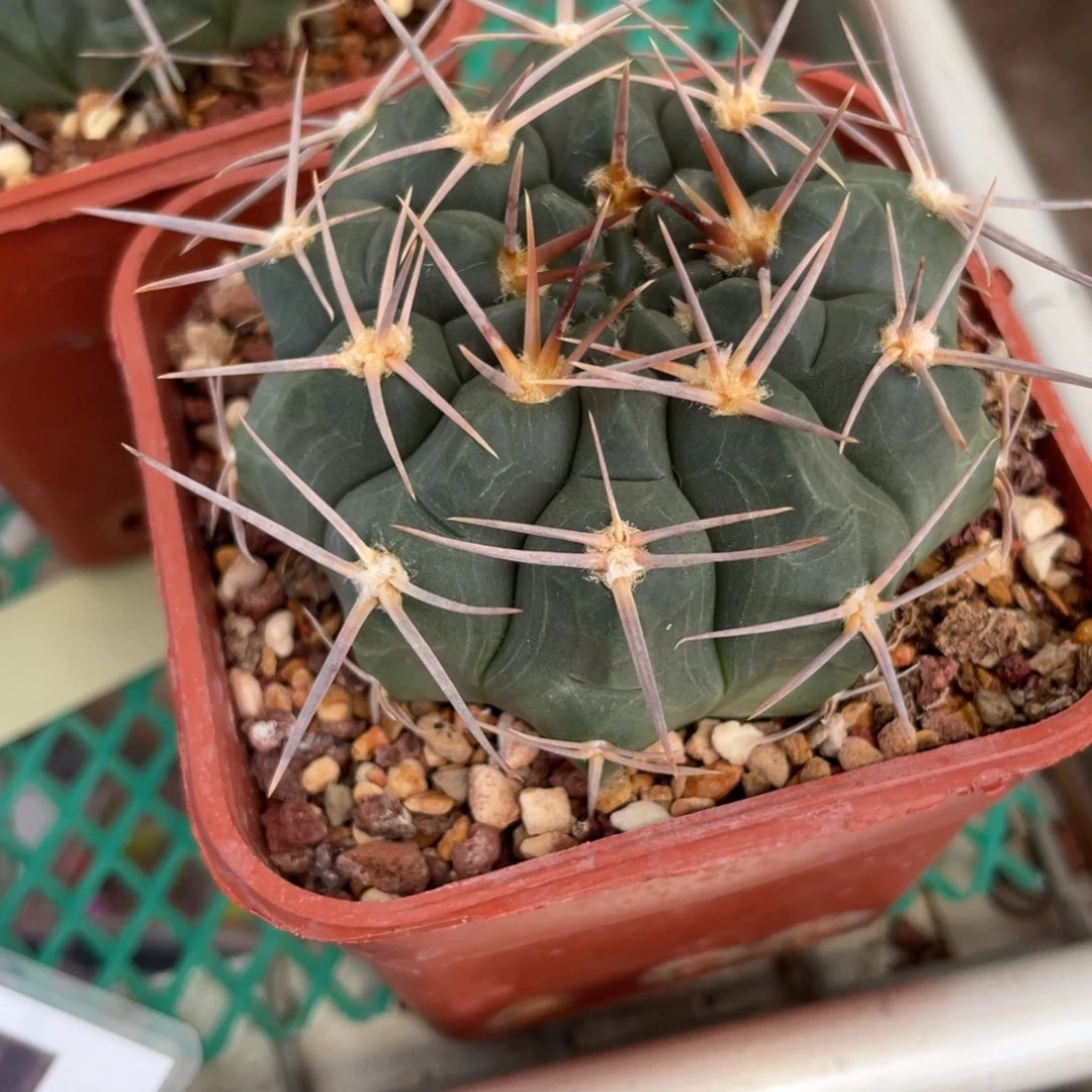 鹿角柱实生仙人球强刺铅皮
