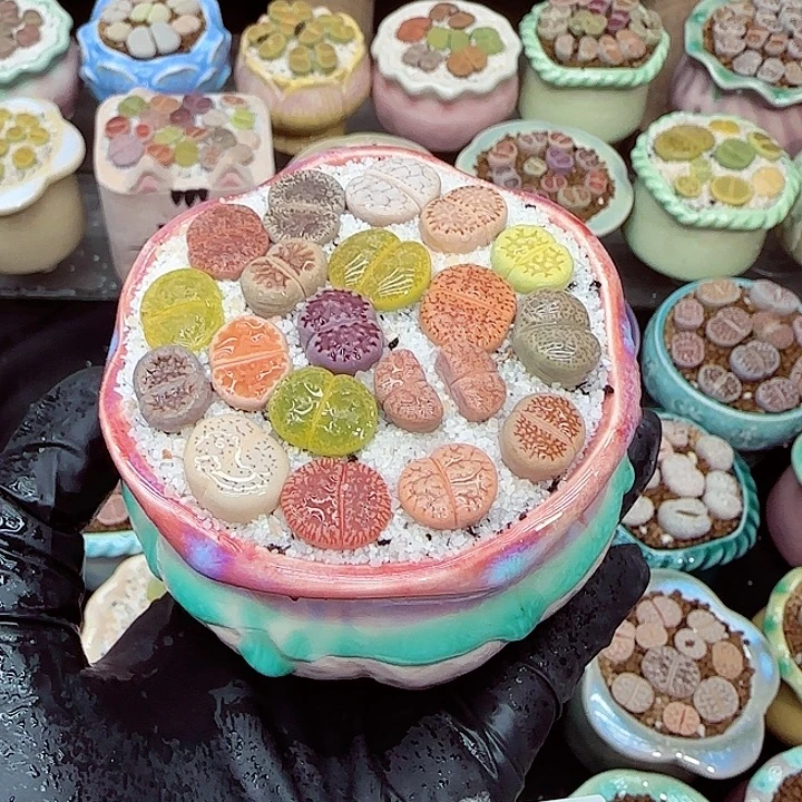 生石花满18包邮1225-25