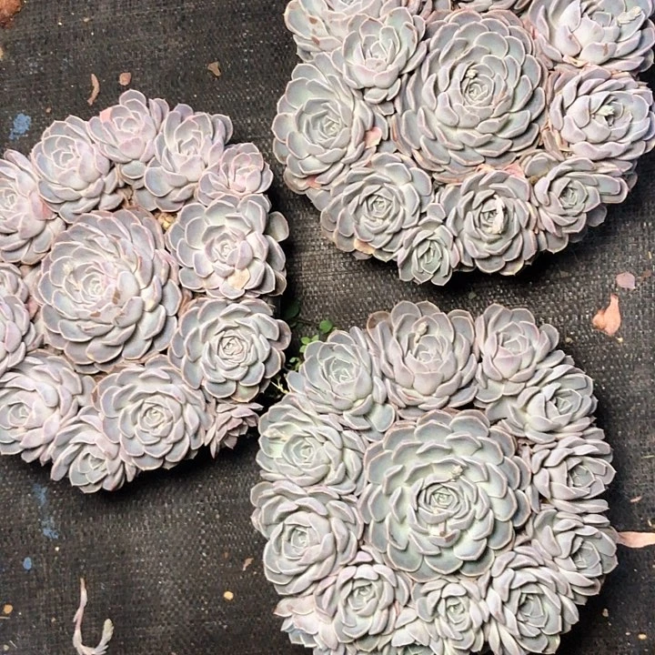 229///////////////////