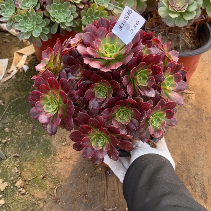 236安纳法师断枝不售后