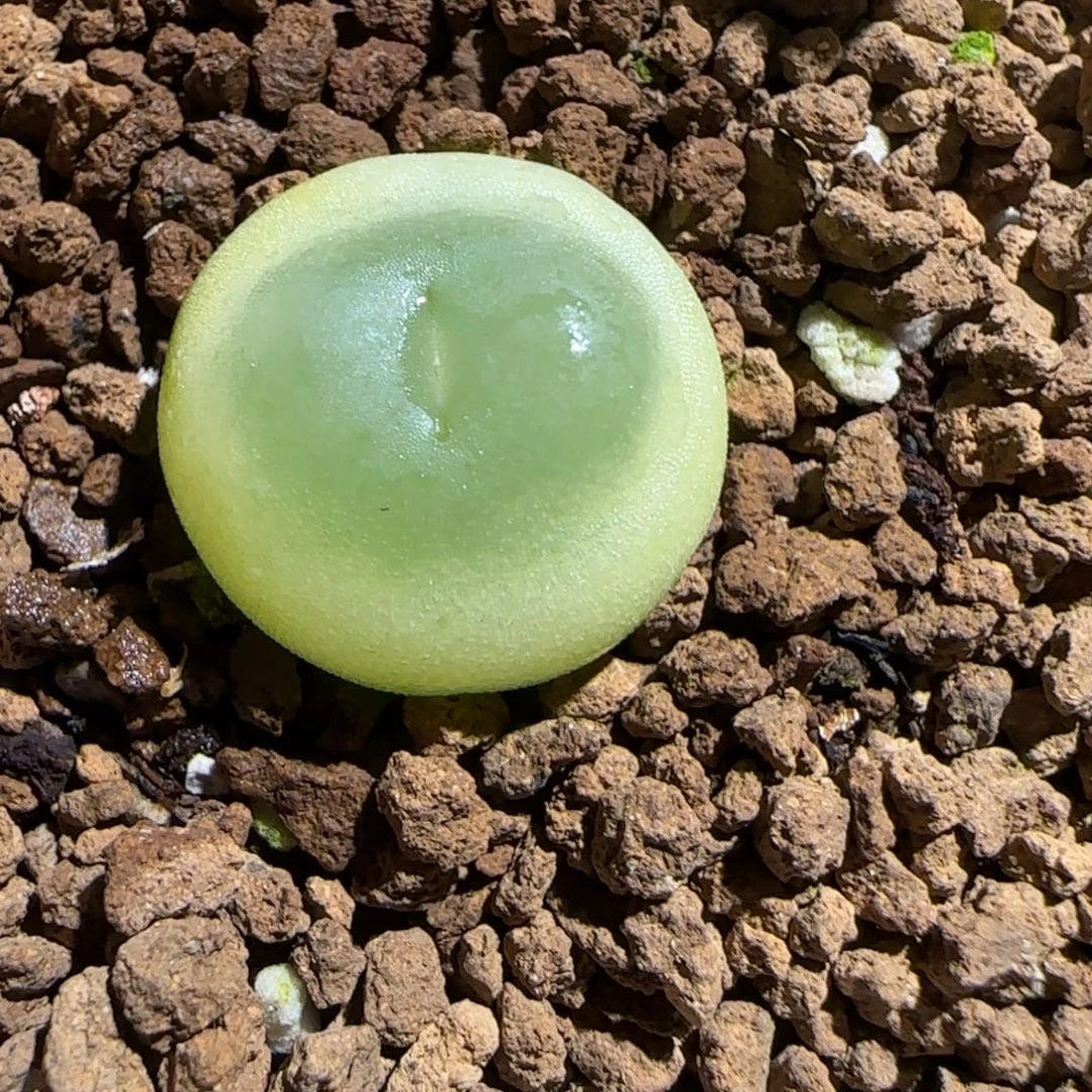肉锥多肉植物组合-日式拉登716