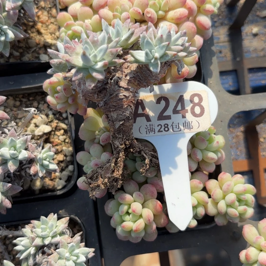 l***gA248白菊一物一拍