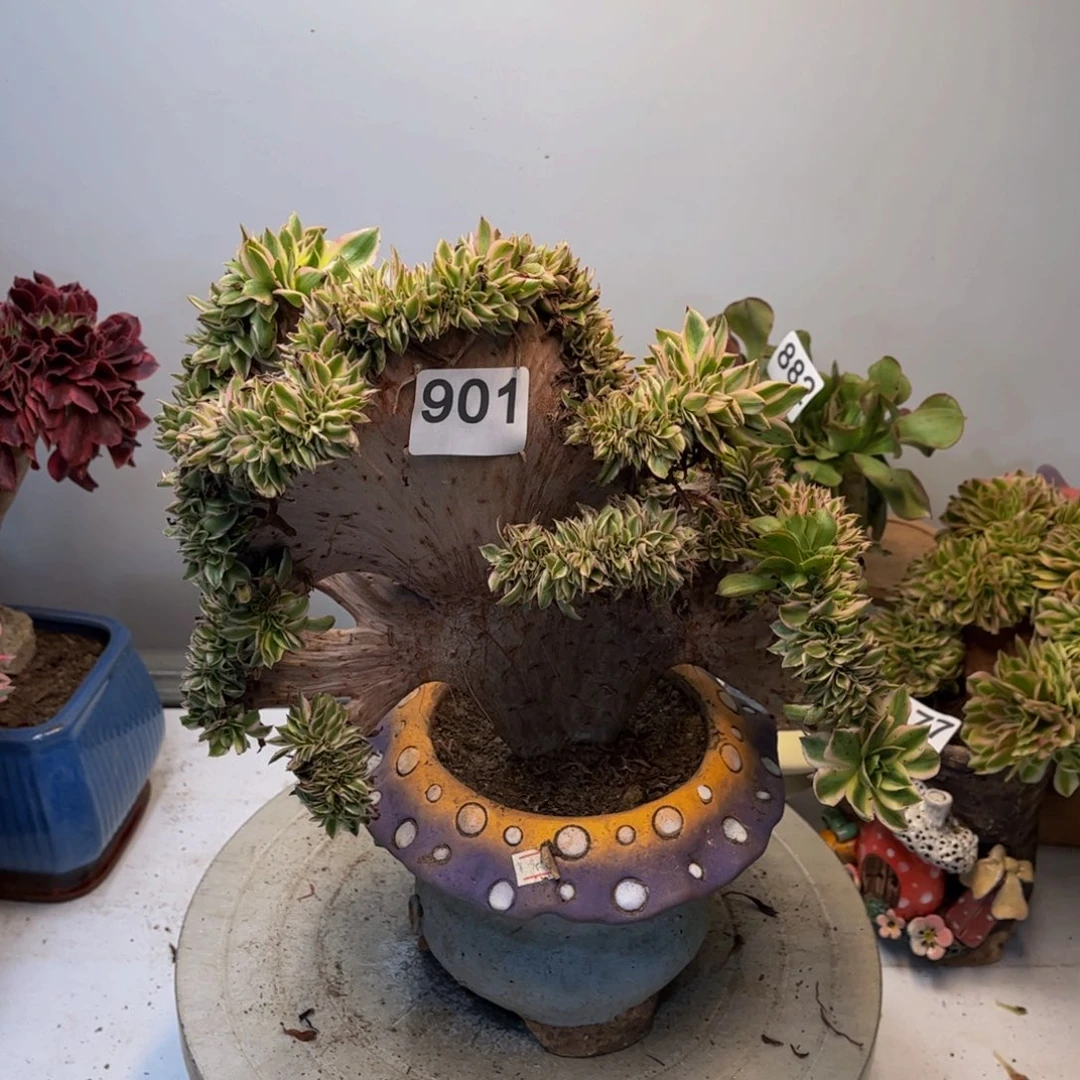 多肉植物青莲缀901