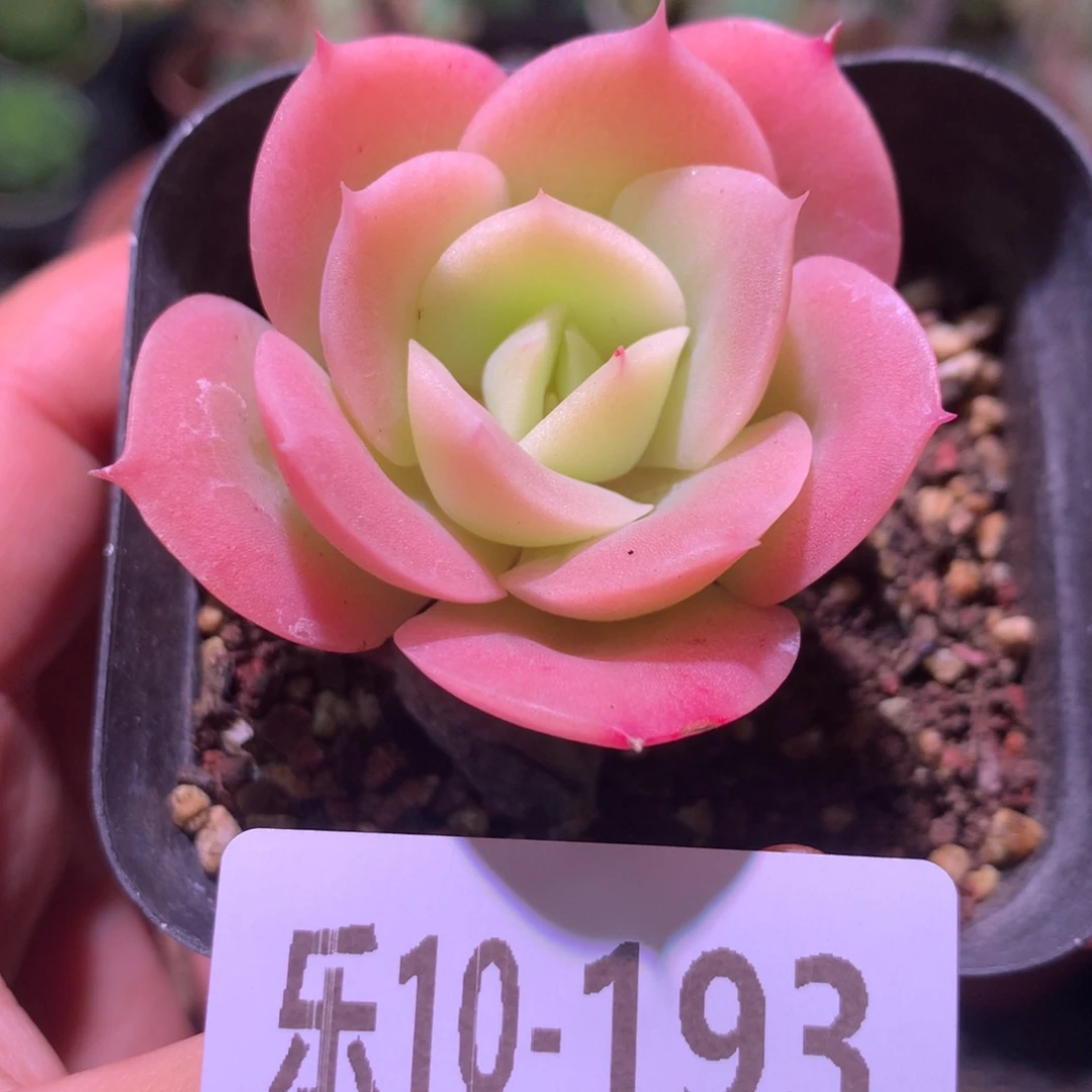 乐然10-193 柠檬酸橙