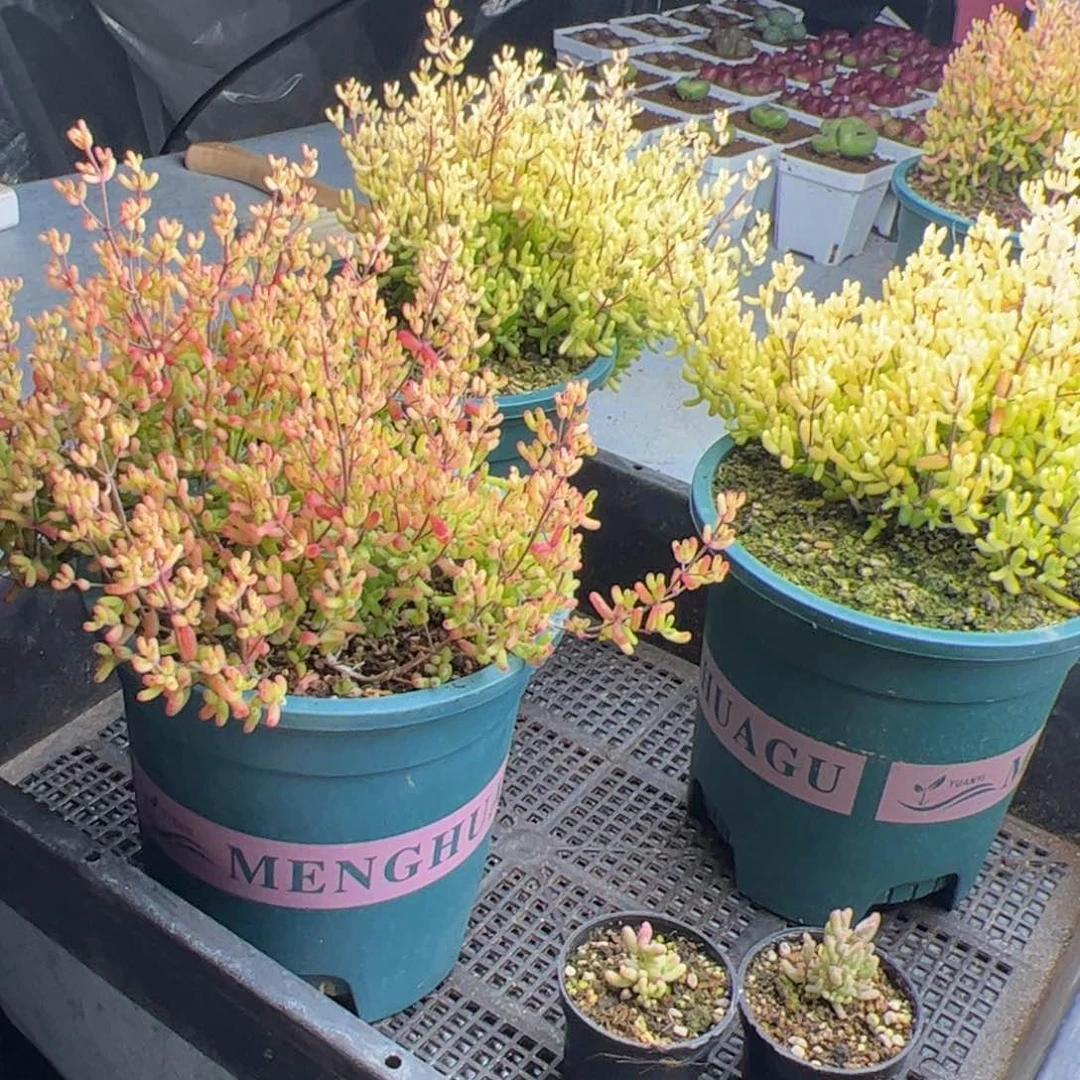 戴*呆7号锦2.12多肉