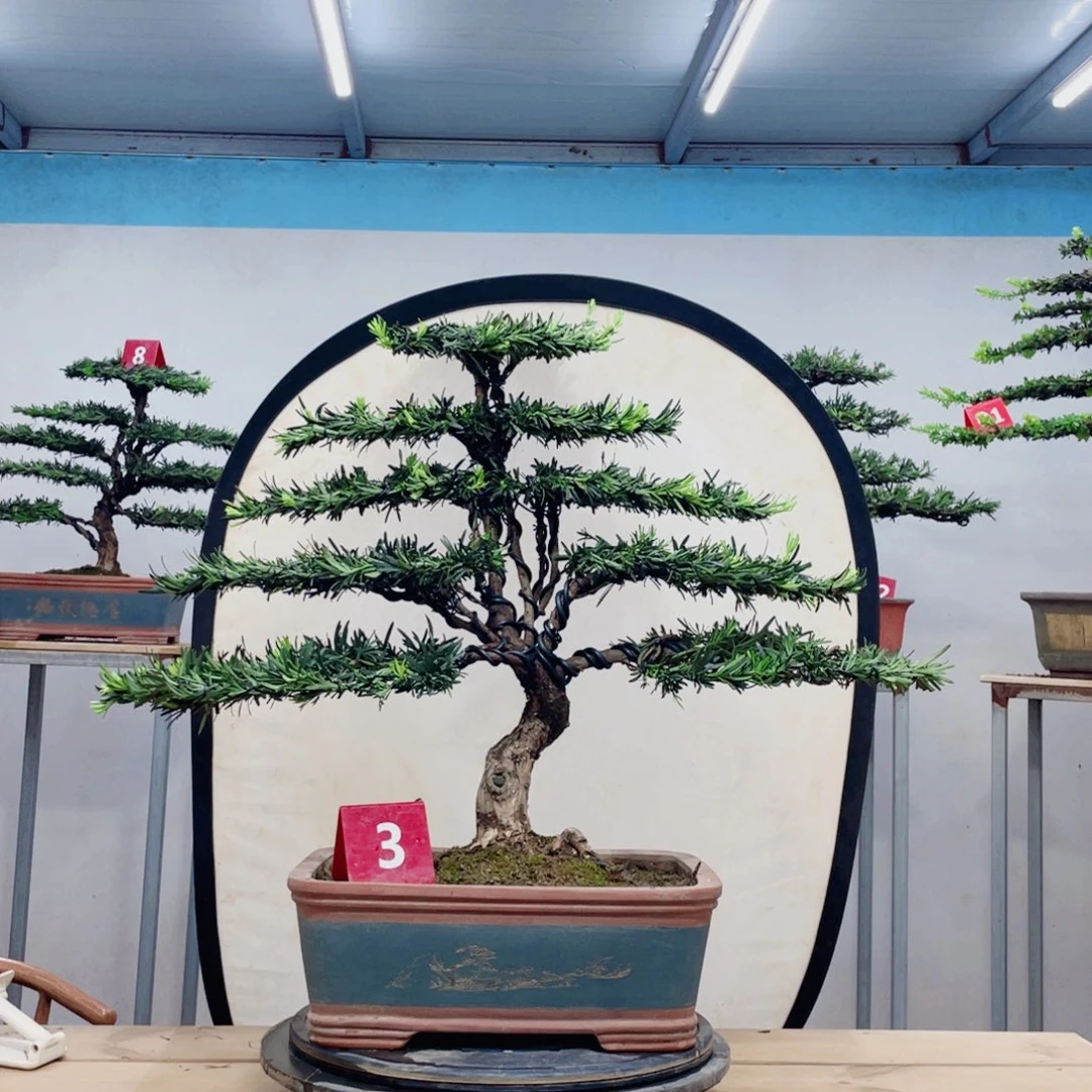 完全开放罗汉松造型艺术