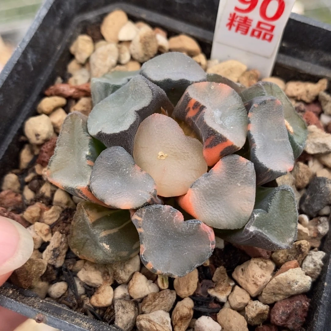 90空门万象锦一物一拍