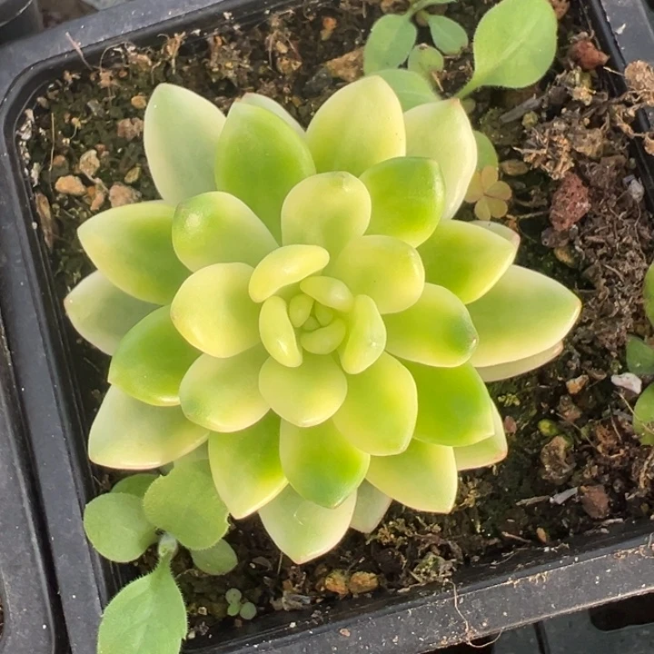 香格里拉锦一物一拍锦龙