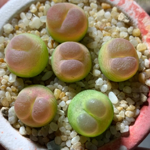 多肉植物番杏科肉锥母本90号