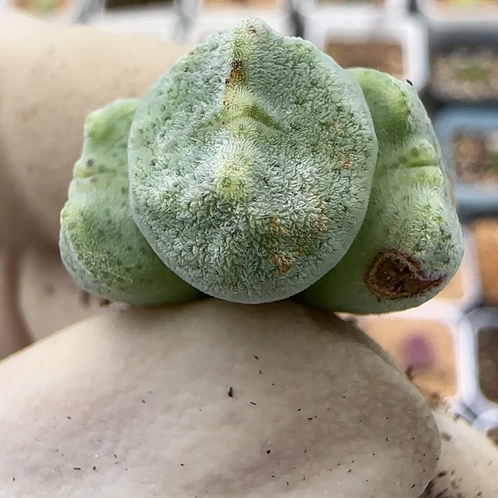 280绿豆糕绿豆糕福利