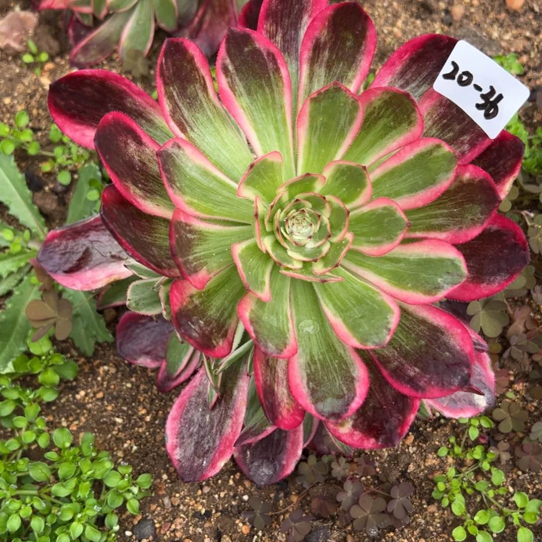 36云荷多肉一颗15.8