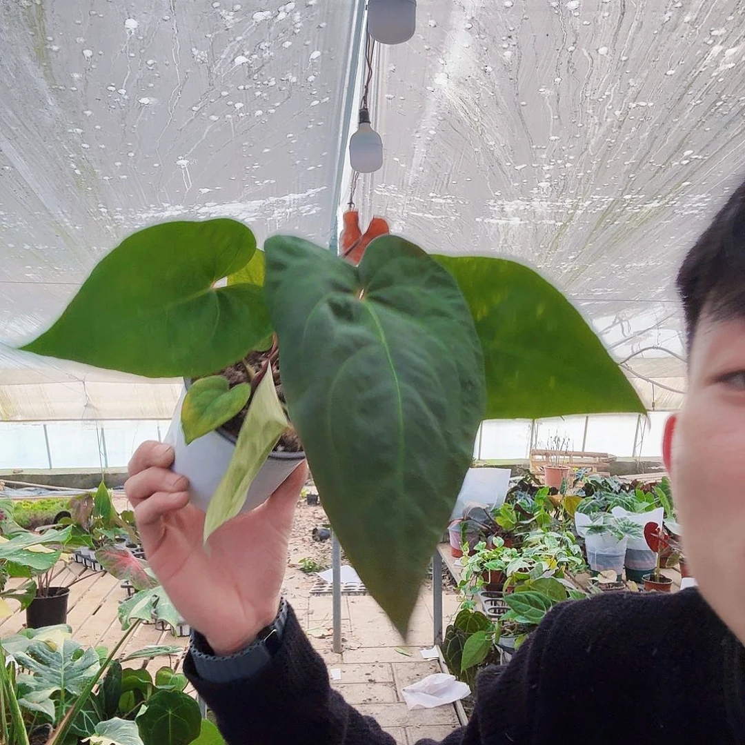 完全开放随机素面花烛杂一棵