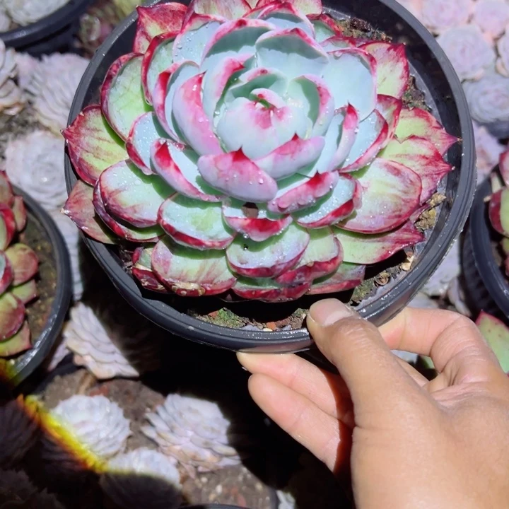 精品多肉植物老桩