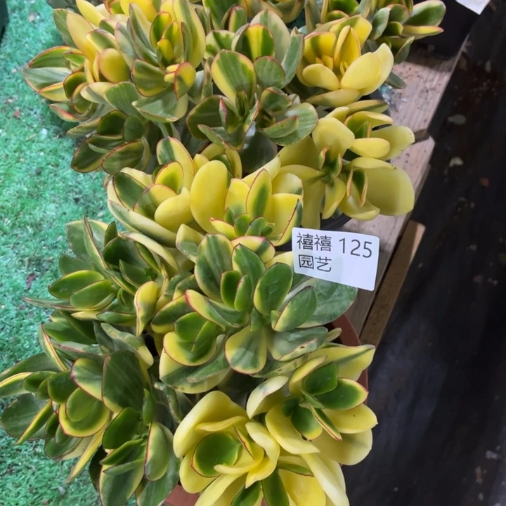 诗*124-125合计如图2颗新花月锦