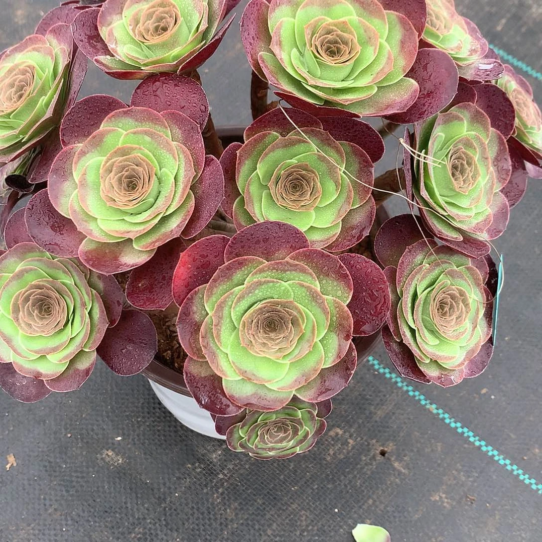炎***炎完全开放法师图片多肉植物
