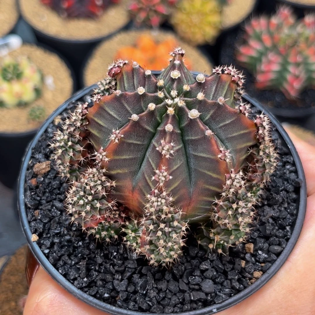 萨拉曼尼母本 米哈仙人球