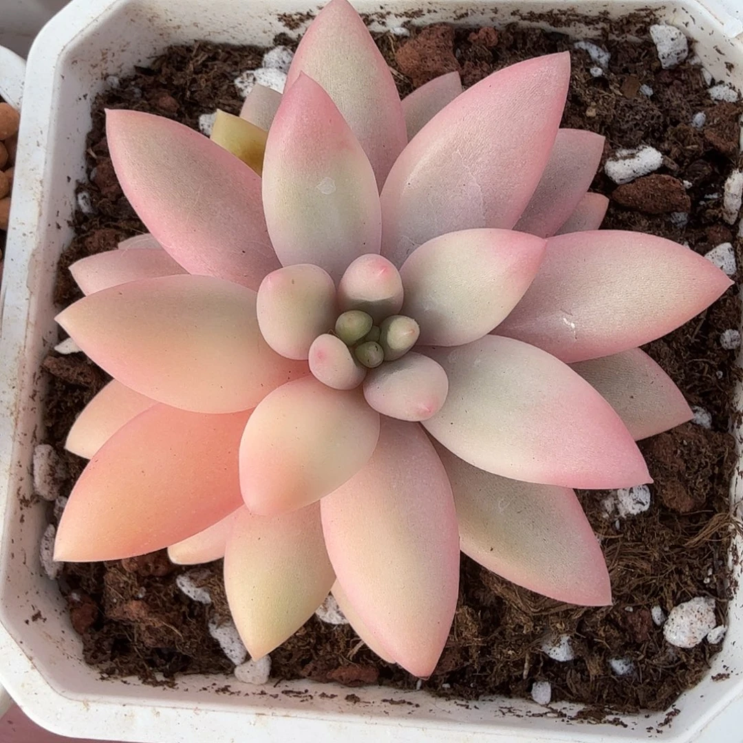 蜜桃啵啵锦，头盖无根