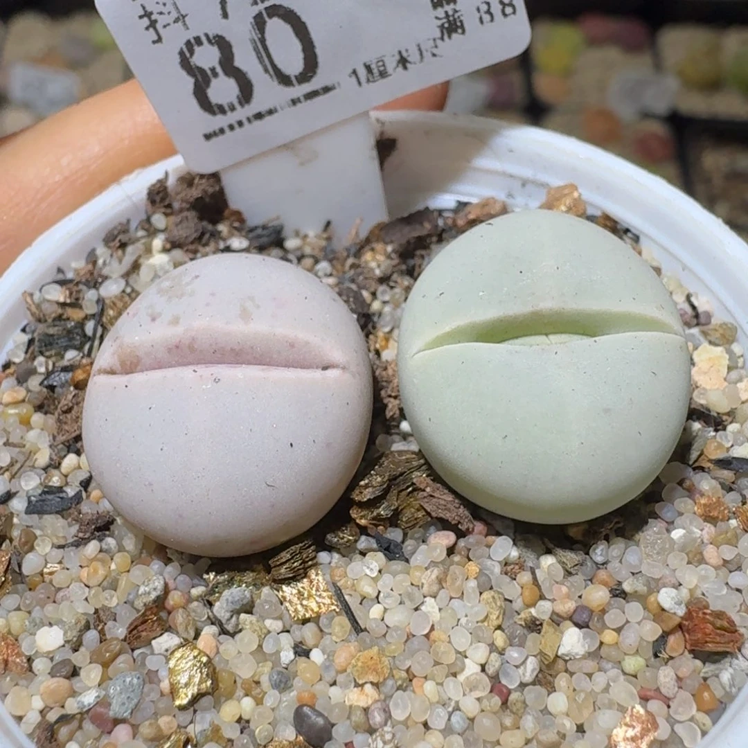 Sss清清清货了便宜80