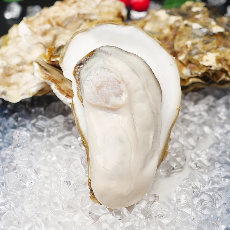 梅哥与海精选鲜活肥美4两规格左右7斤生蚝饱满鲜嫩 每斤2-3只左右
