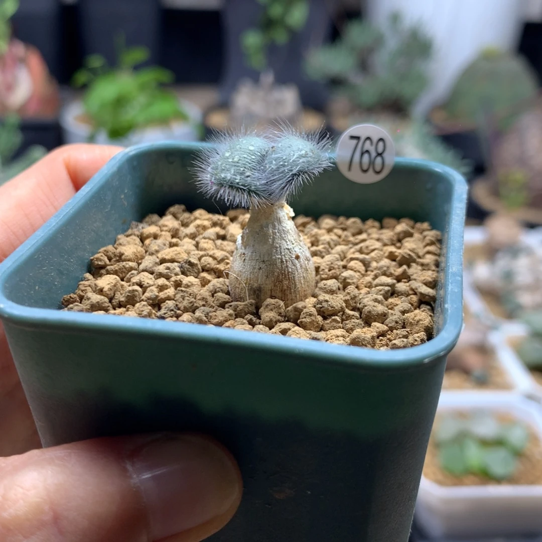 毛叶石蒜多肉带盆768