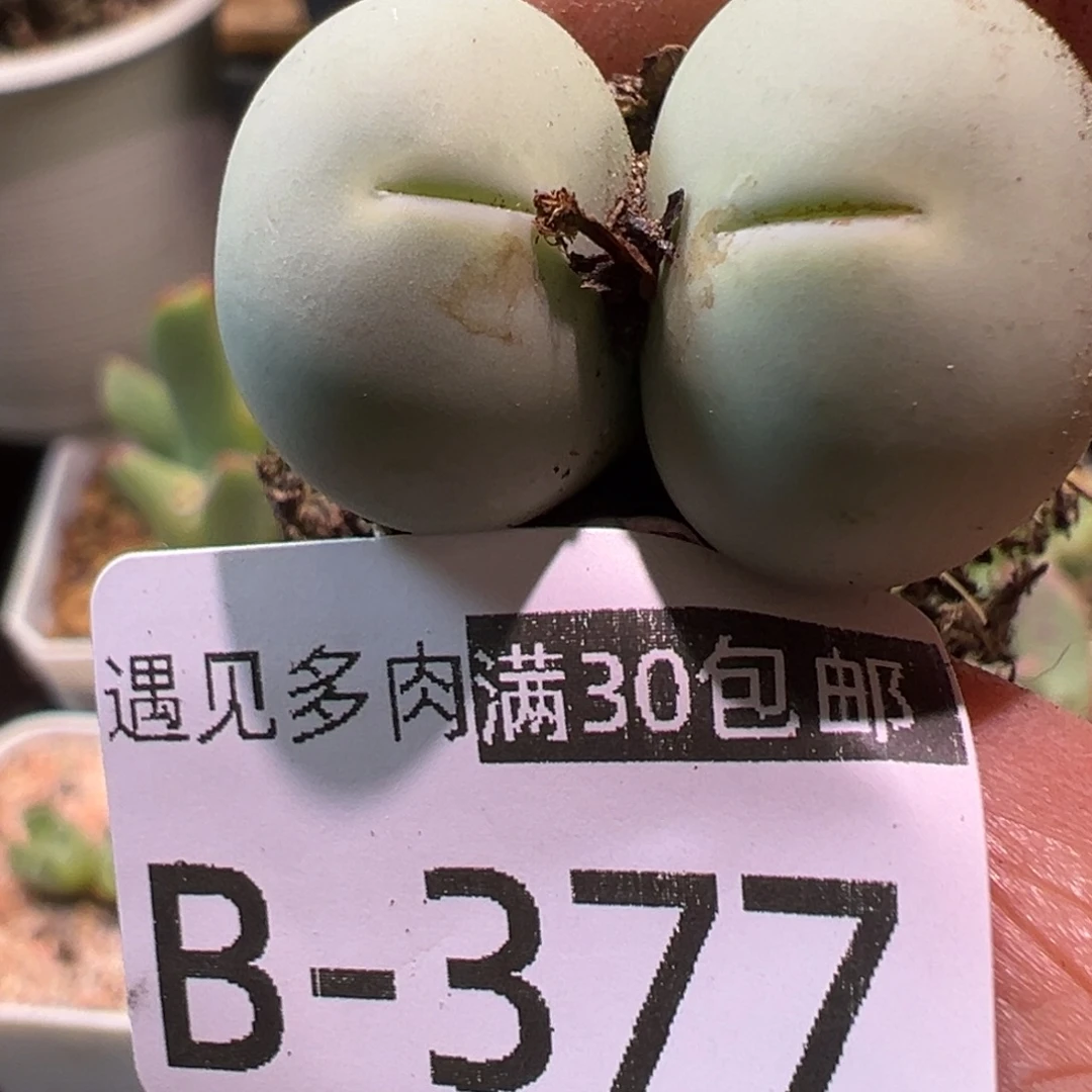 多肉植物111111111111