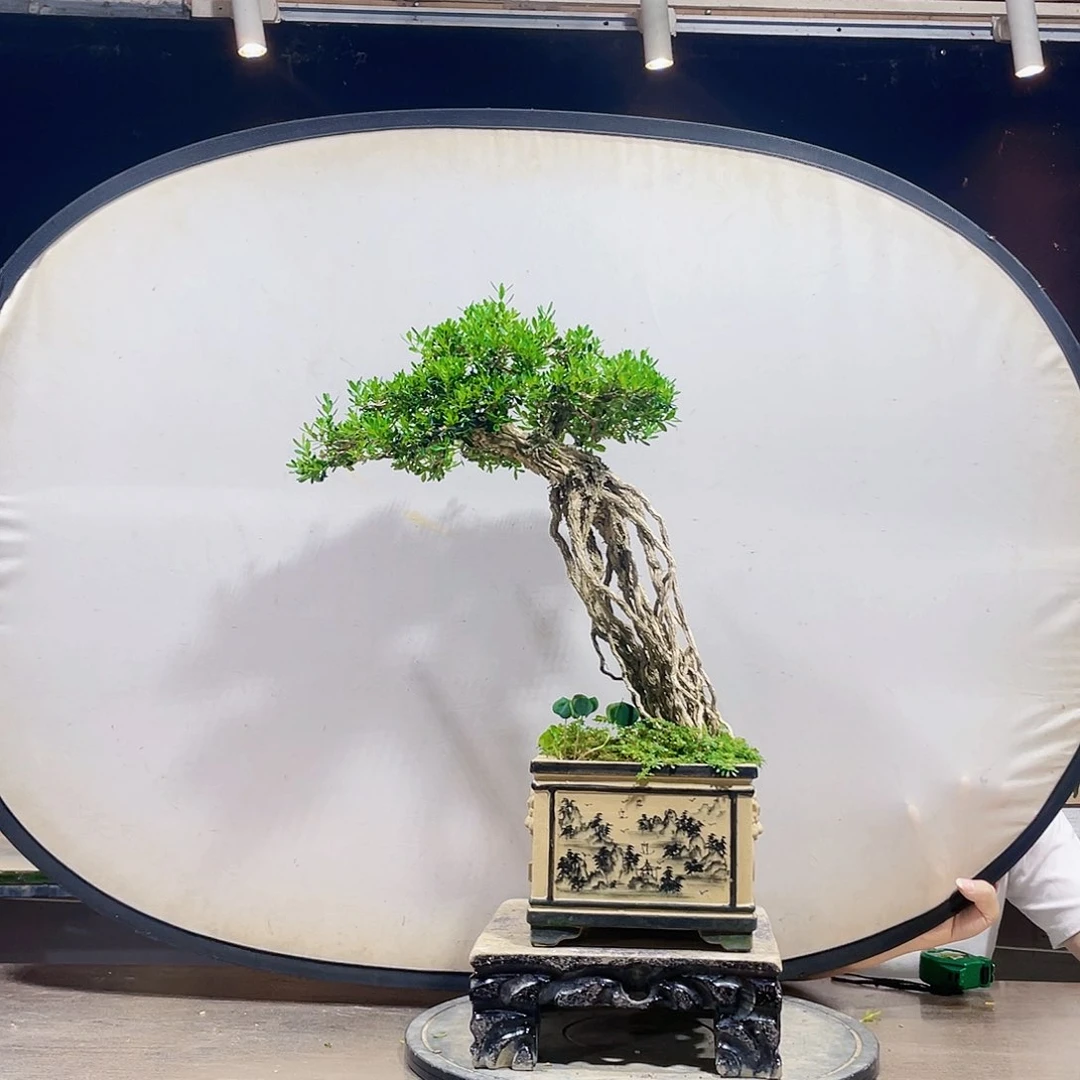 完全开放黄杨盆景四季常青