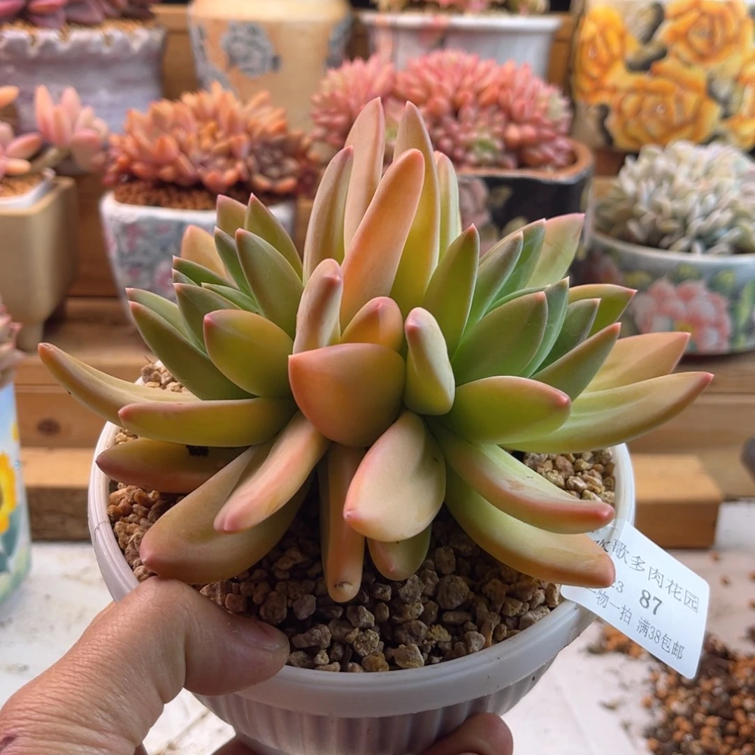 ?**婧2.23-87海洋之歌