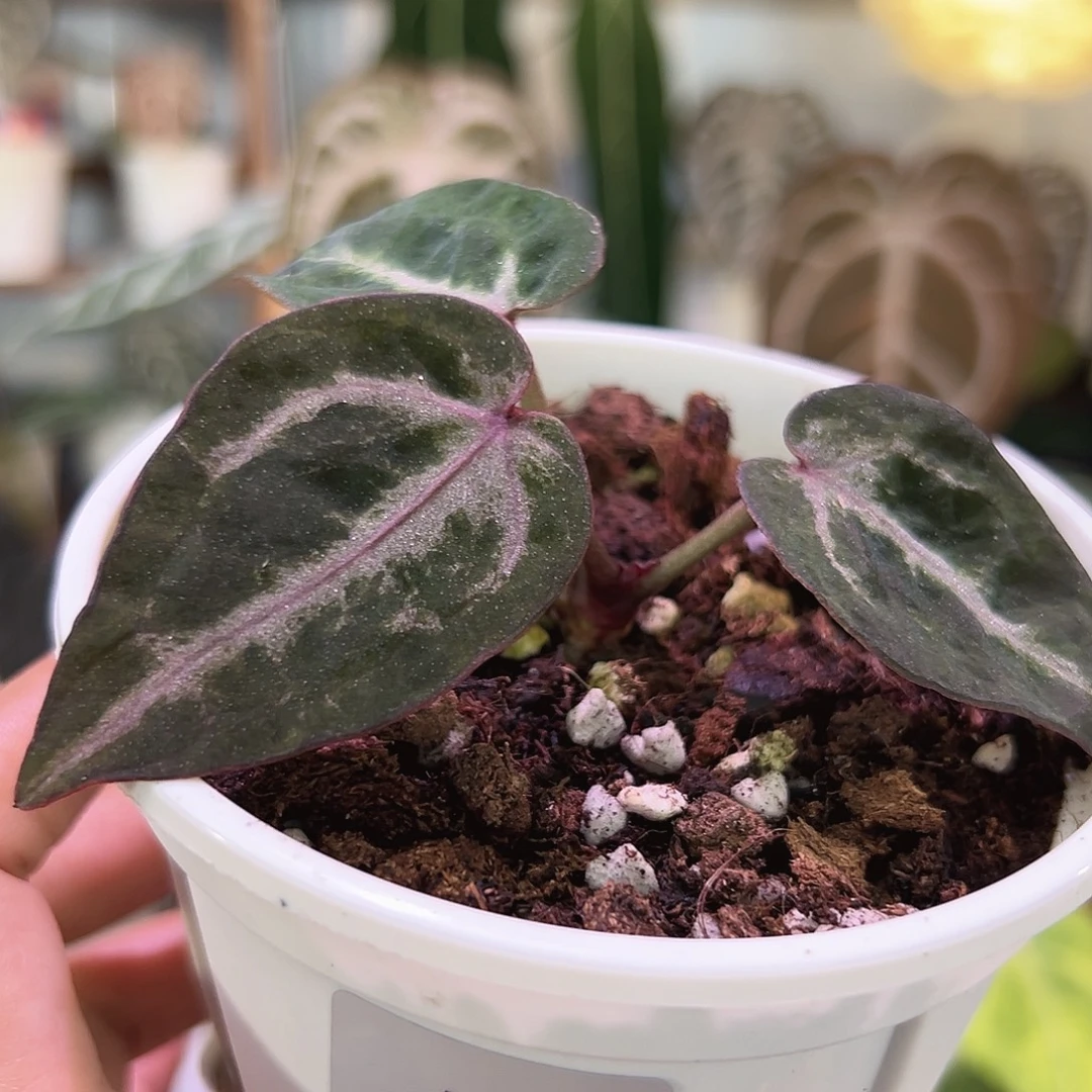 无花朵个体石化紫水晶W11