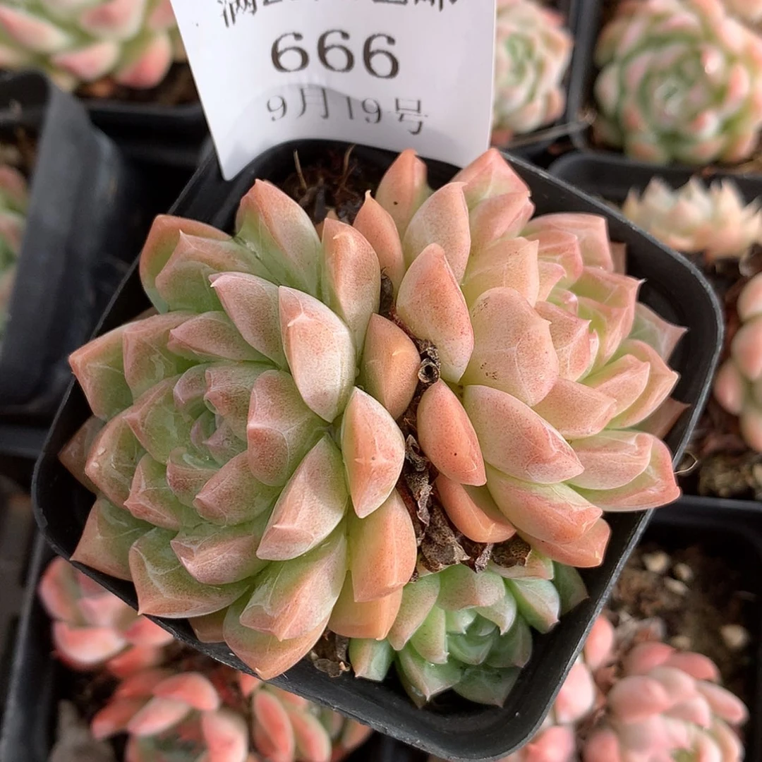 【闪购商品】云666号