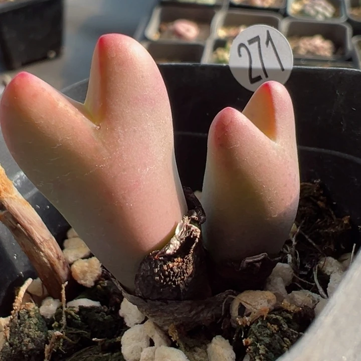 月****者271号11111111111111