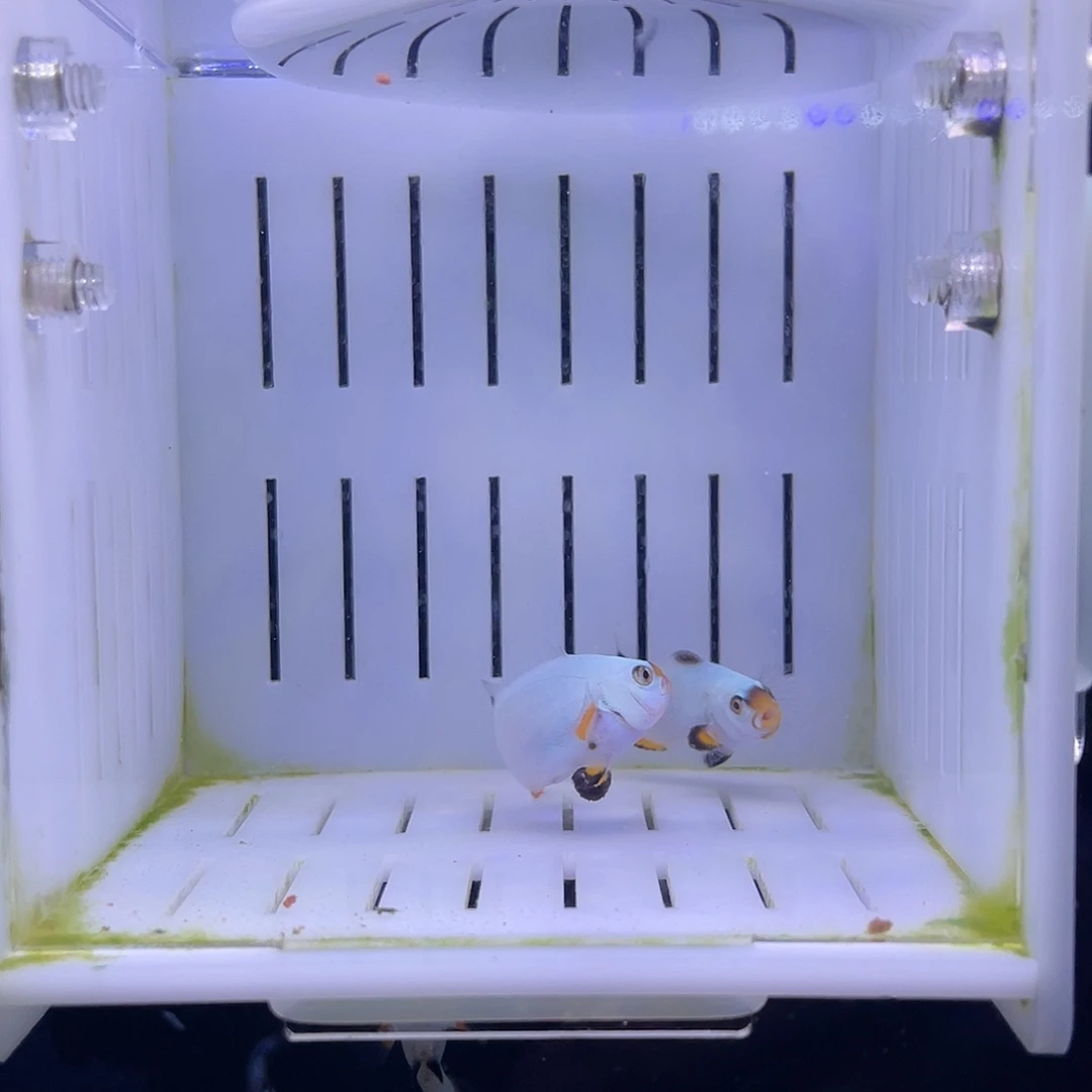 海水鱼白金小丑鱼