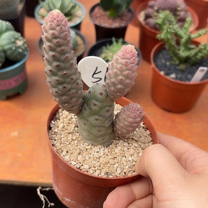 过*程松立团扇仙人球12